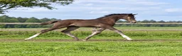 Hoppning hästar till salu: 🌟🌟SWB-hingstföl (e: Caribbean Blue) 🌟 🌟 i Grimeton - Annons 4
