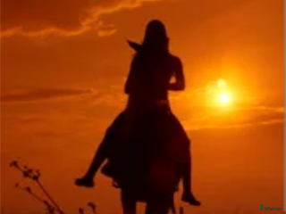 hästar Western hest (quarter/paint) ønskes 🌟 i Finstadjordet - Annons 17