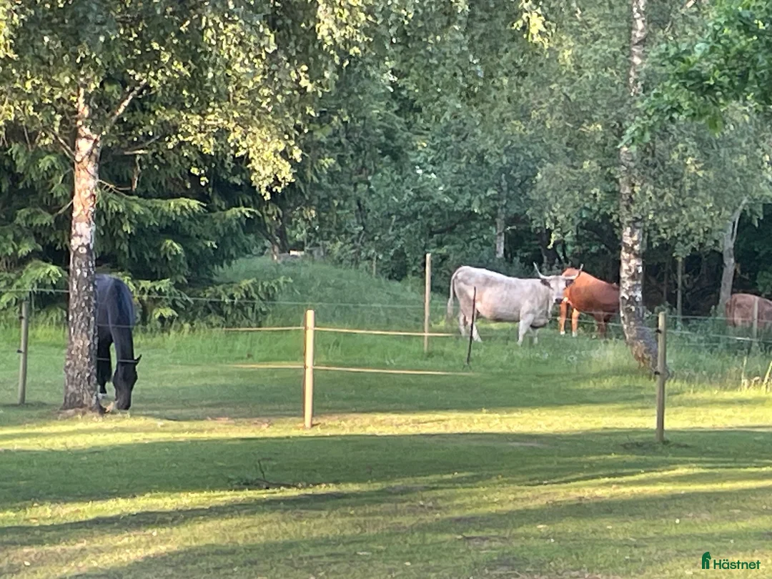  stallplats finnes: Lägenhet med möjlig bpxplats i Rydsgård - Annons 5