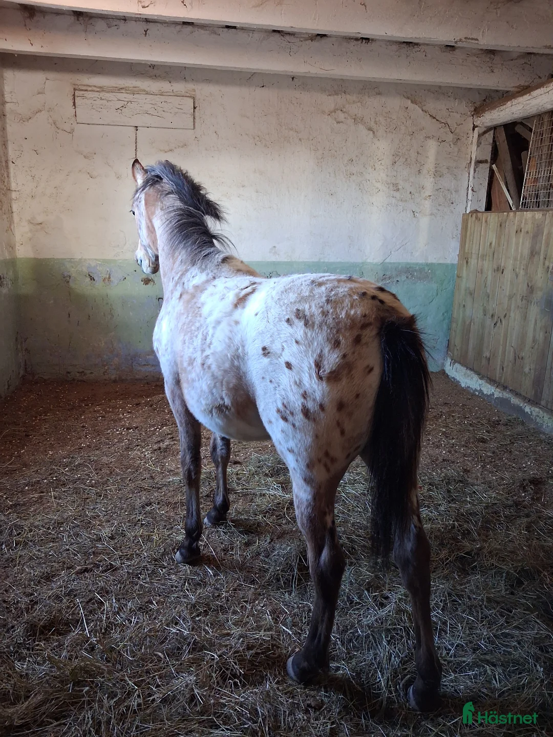 Allround hästar till salu: Supermysig ponny - Annons 2