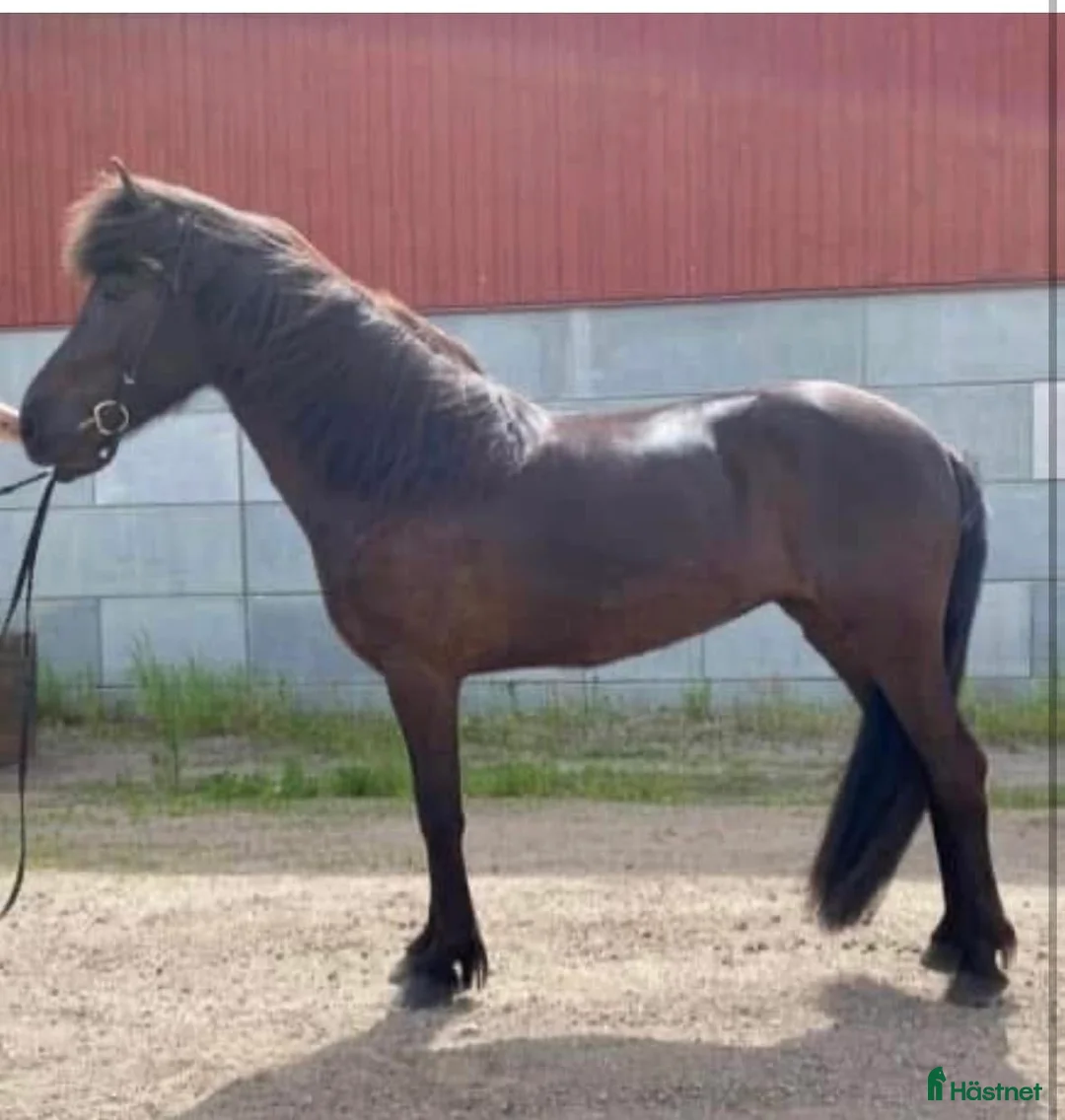 Island hästar till salu: Toppstammat Sto - Annons 1