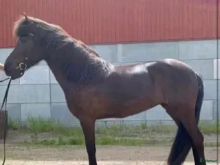 hästar Toppstammat Sto - Annons 1