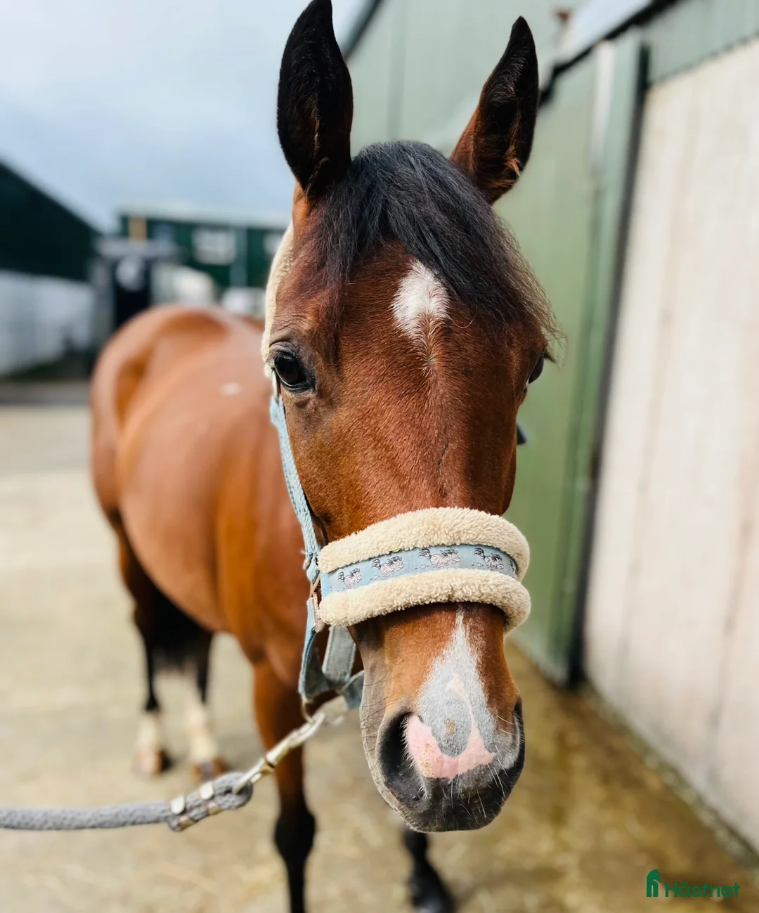 Allround hästar till salu: Selection of ponies i Ljungby - Annons 21