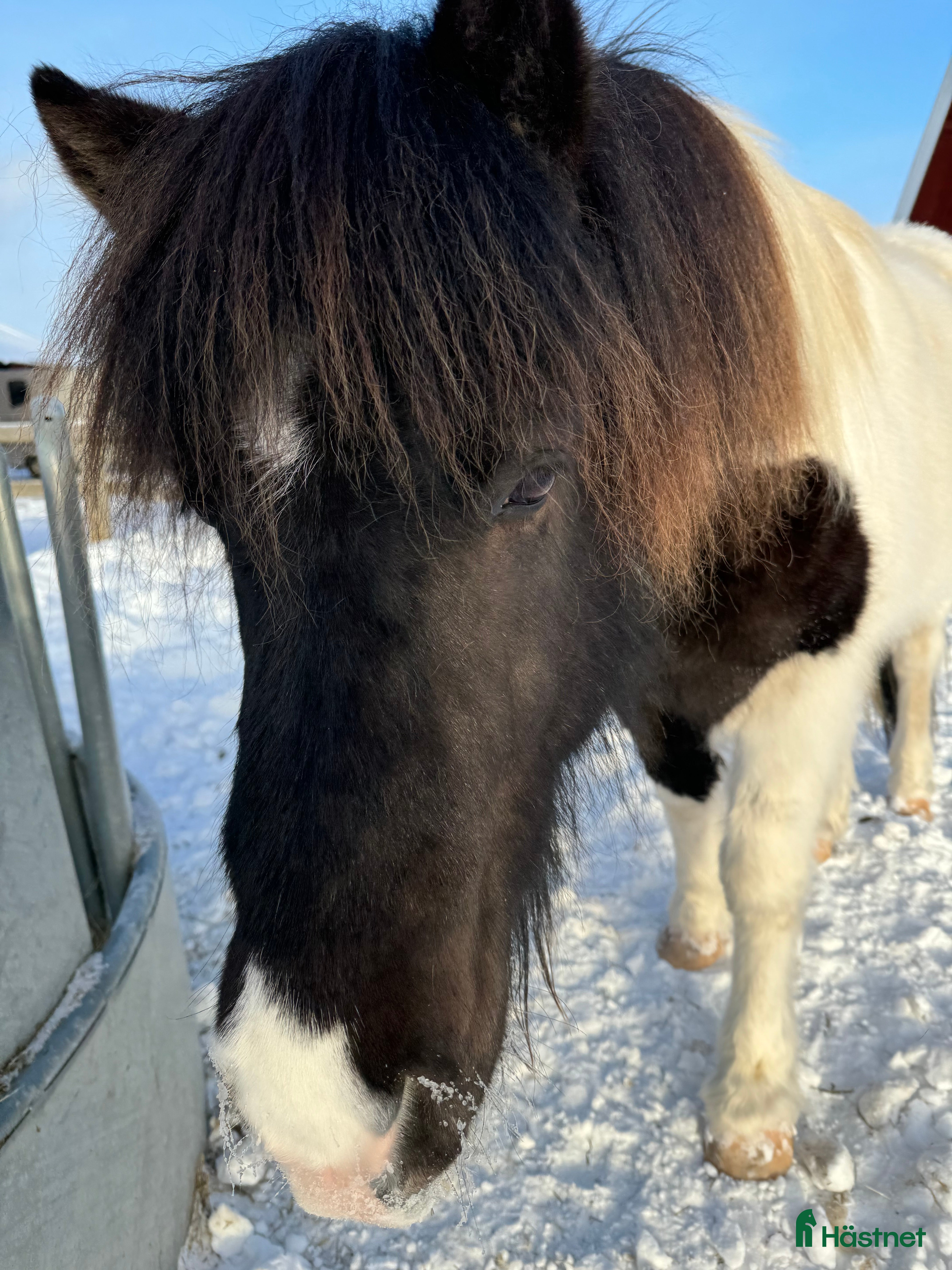  hästar Sällskapshäst söker hem i Lidköping - Annons 5