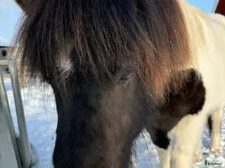 hästar Sällskapshäst söker hem i Lidköping - Annons 5