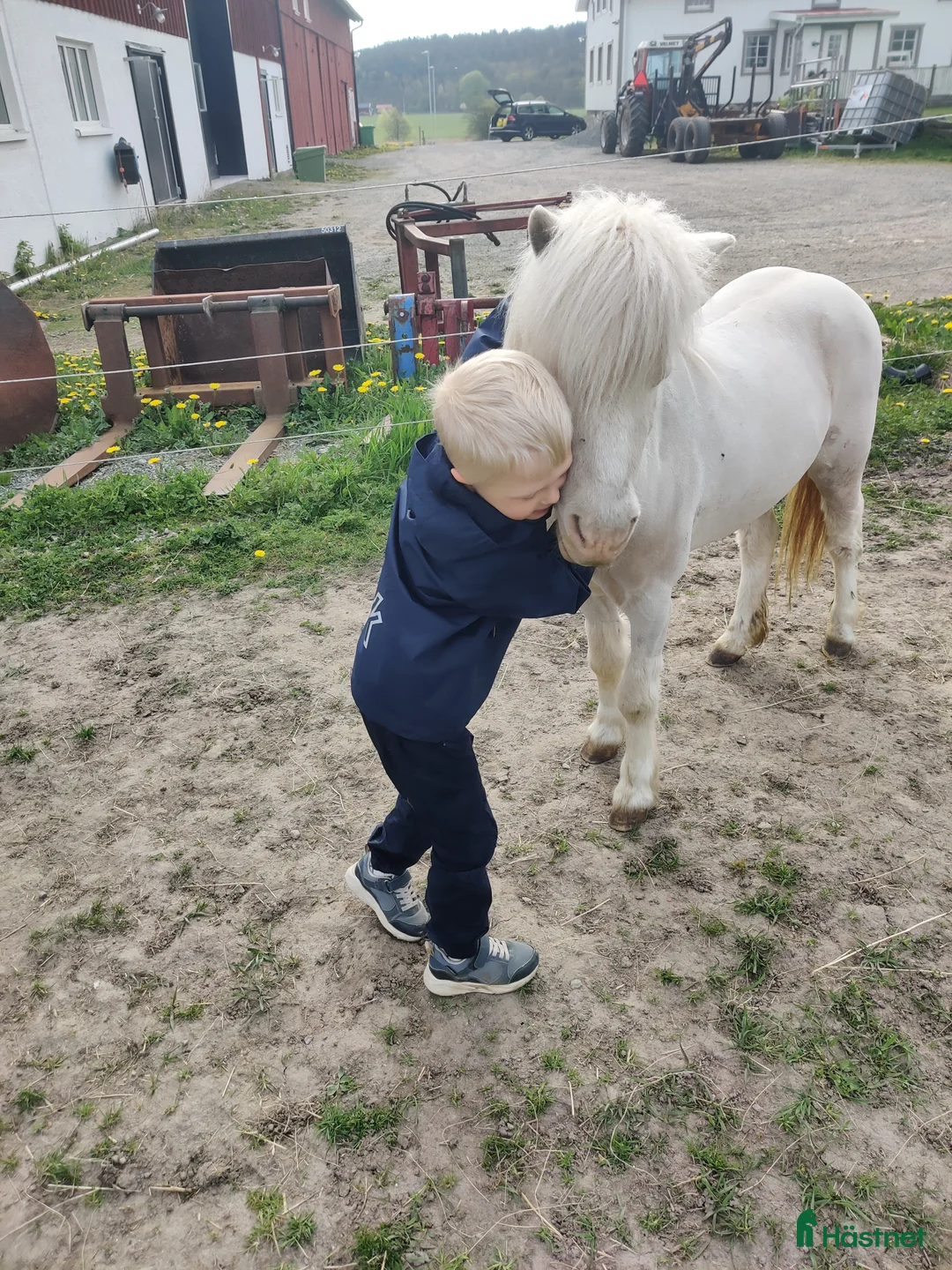 Allround hästar till salu: Världens bästa Mickie i Veddige - Annons 9