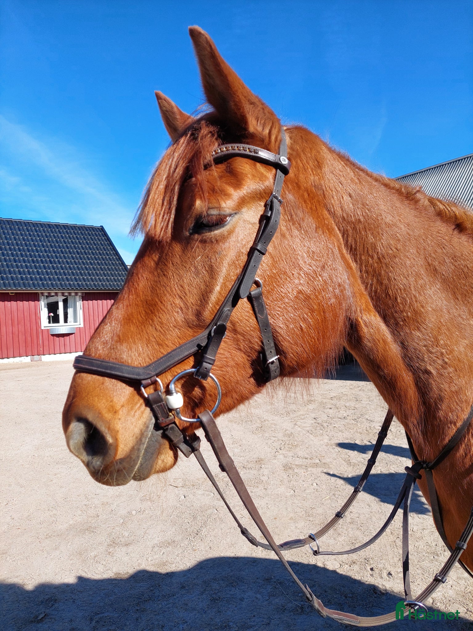  hästar Mycket trevlig 4 åring  - Annons 1