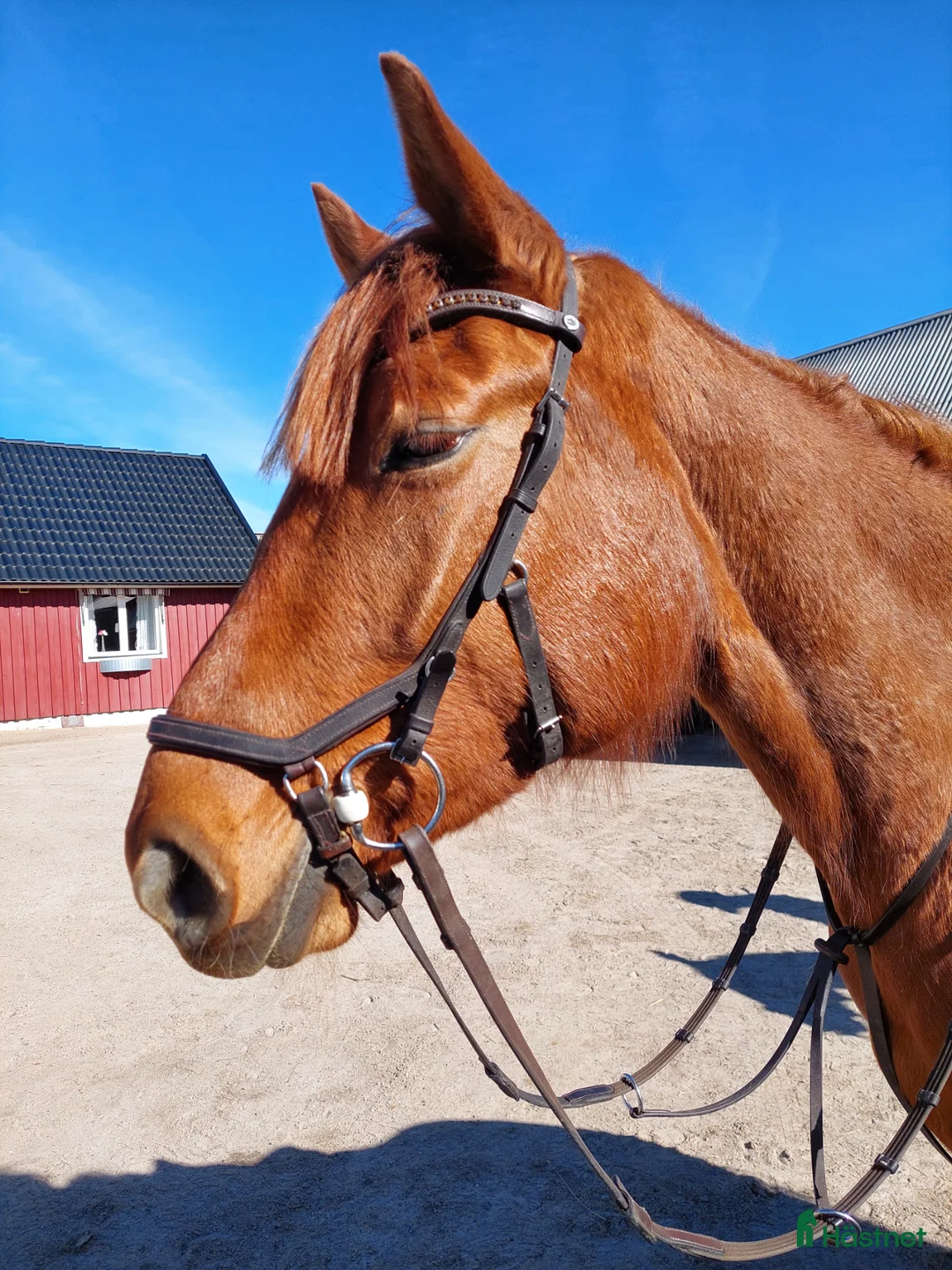 Dressyr hästar till salu: Mycket trevlig 4 åring  - Annons 1