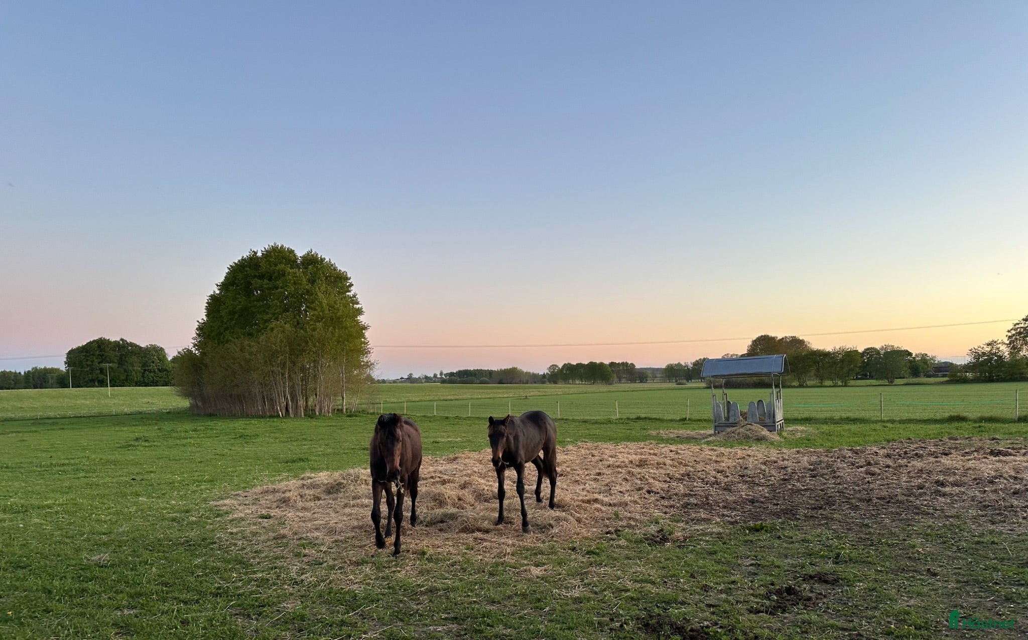  stallplats Lösdrift till 2st 1-åringar - Annons 7