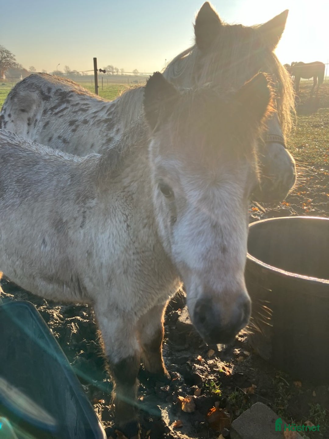 Övrigt hästar till salu: Nyfiken kille i Smedstorp - Annons 3