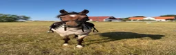 Allround hästar till salu: Lovande ungponny  - Annons 2