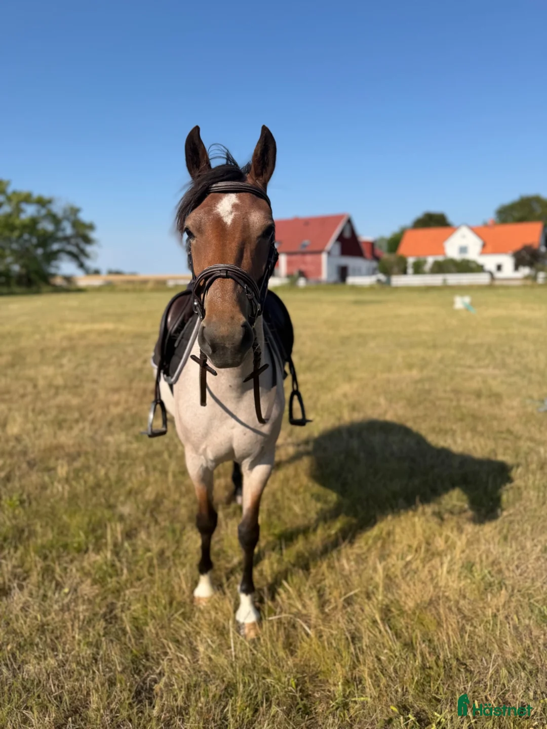 Allround hästar till salu: Lovande ungponny  - Annons 2