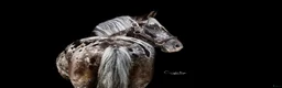 Hoppning hästar till salu: Amazing C-pony  - Annons 9