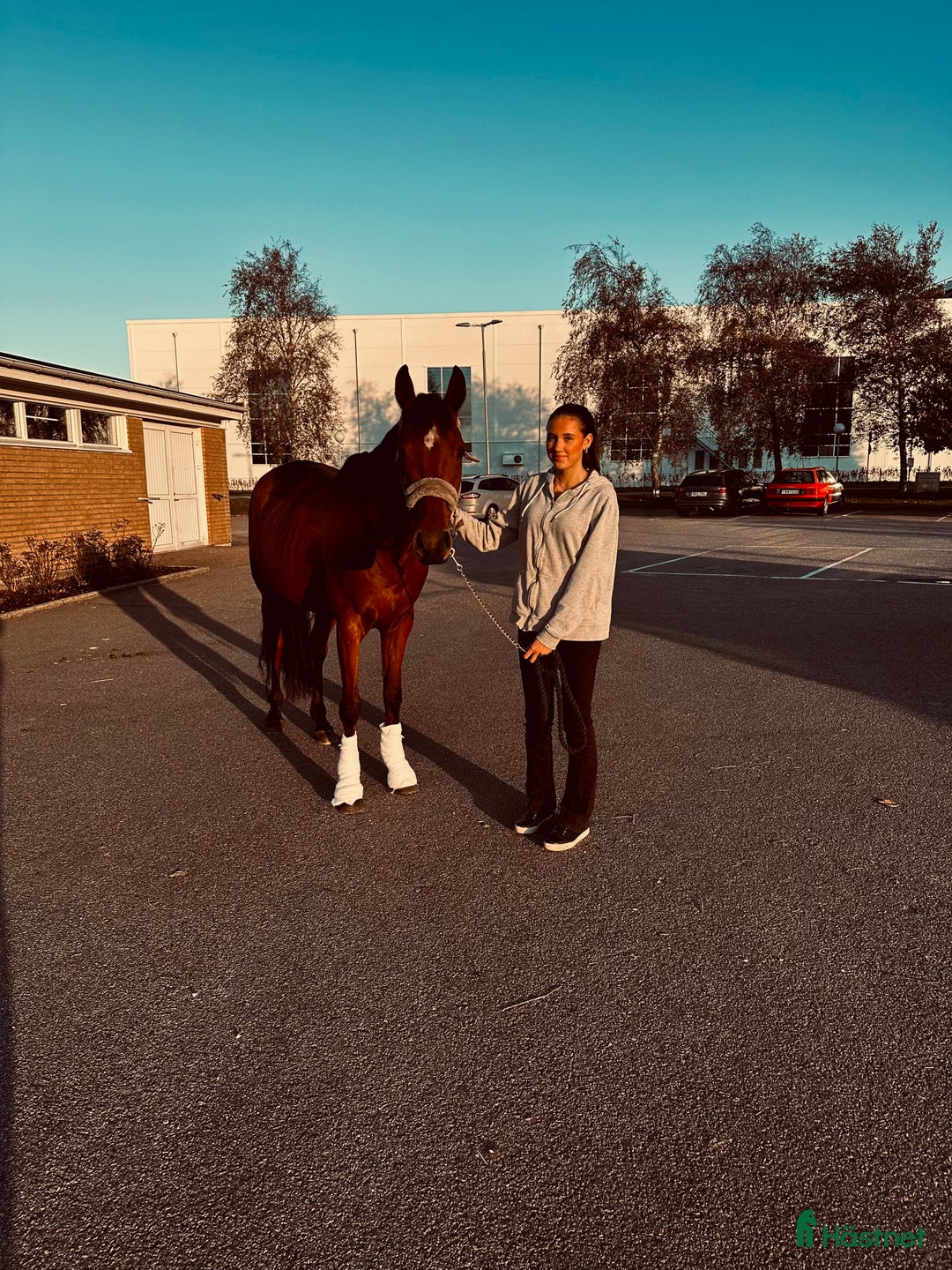 Allround hästar till salu: Fantastisk häst för framtiden! i Hyltebruk - Annons 3