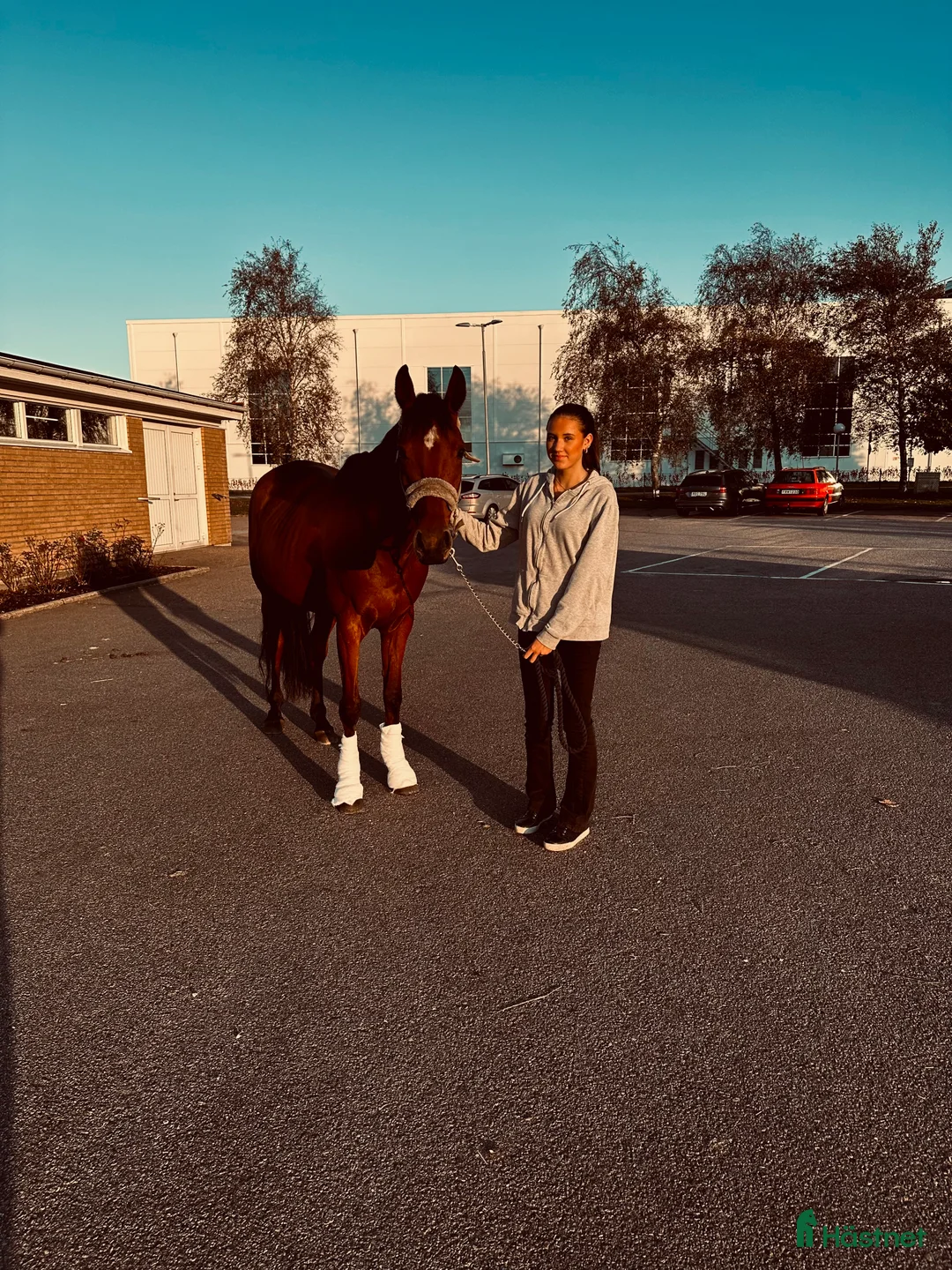 Allround hästar till salu: Fantastisk häst för framtiden! i Hyltebruk - Annons 3