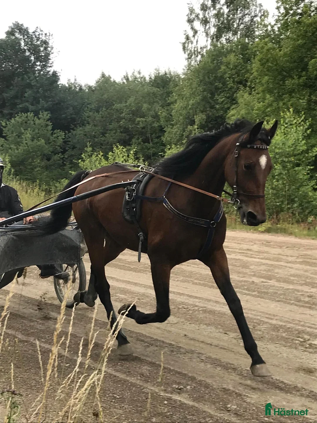 Trav hästar till salu: Vackert 8-årigt sto till trav eller ridning - Annons 2