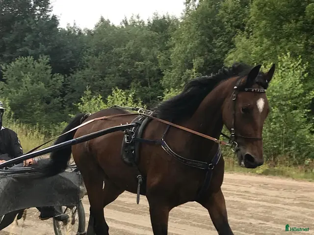 hästar till salu: 8-årigt sto letar efter dig! - Annons 1