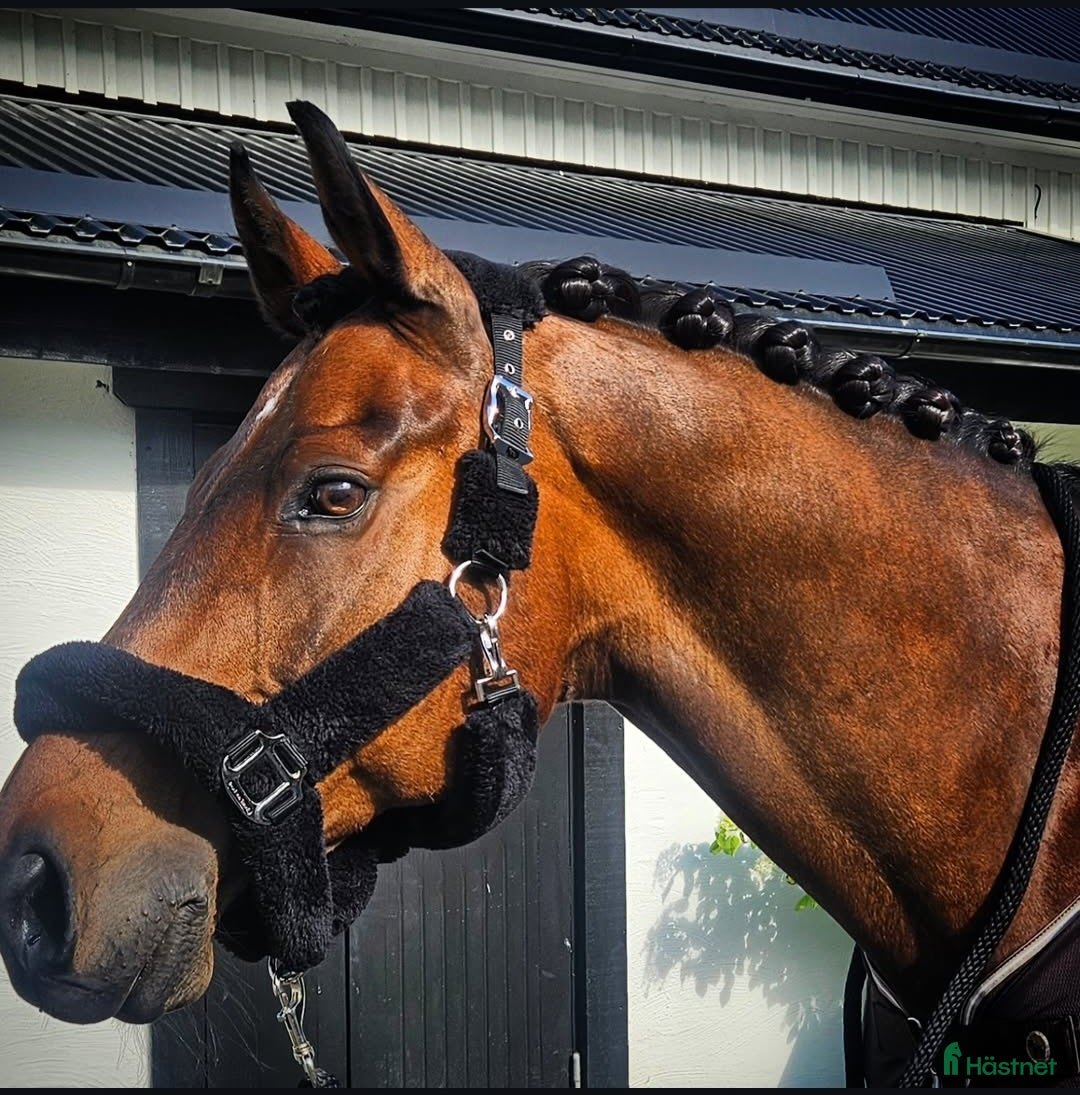 Dressyr hästar till salu: Världens bästa Loui i Harbo - Annons 2