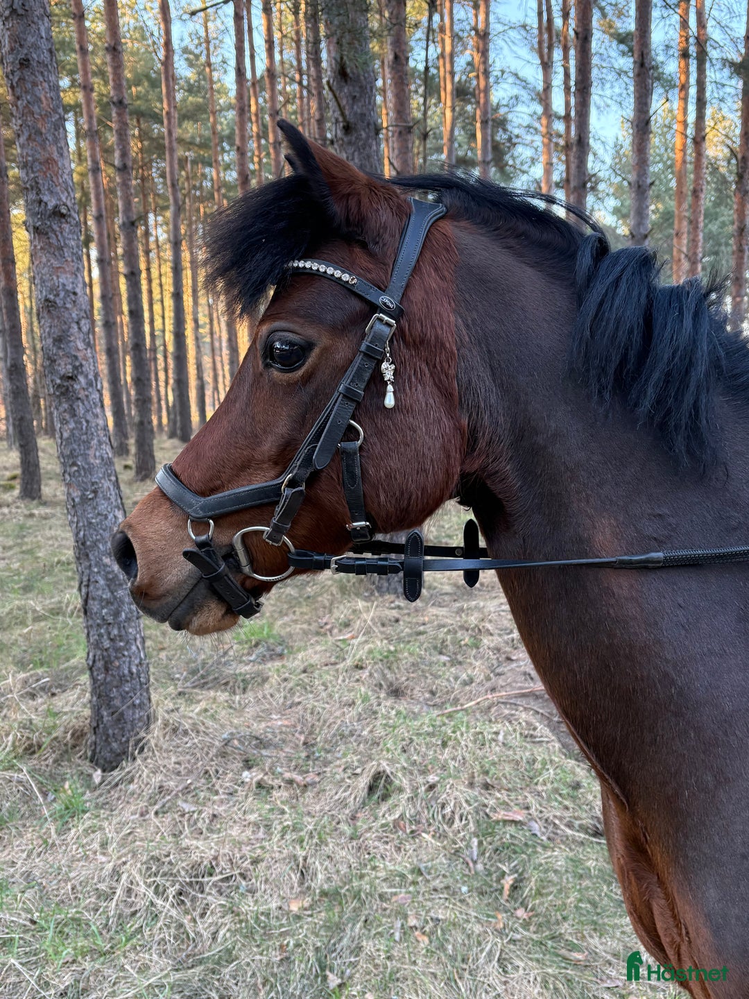 Hoppning hästar till salu: En riktig bästa kompis  i Vikingstad - Annons 2