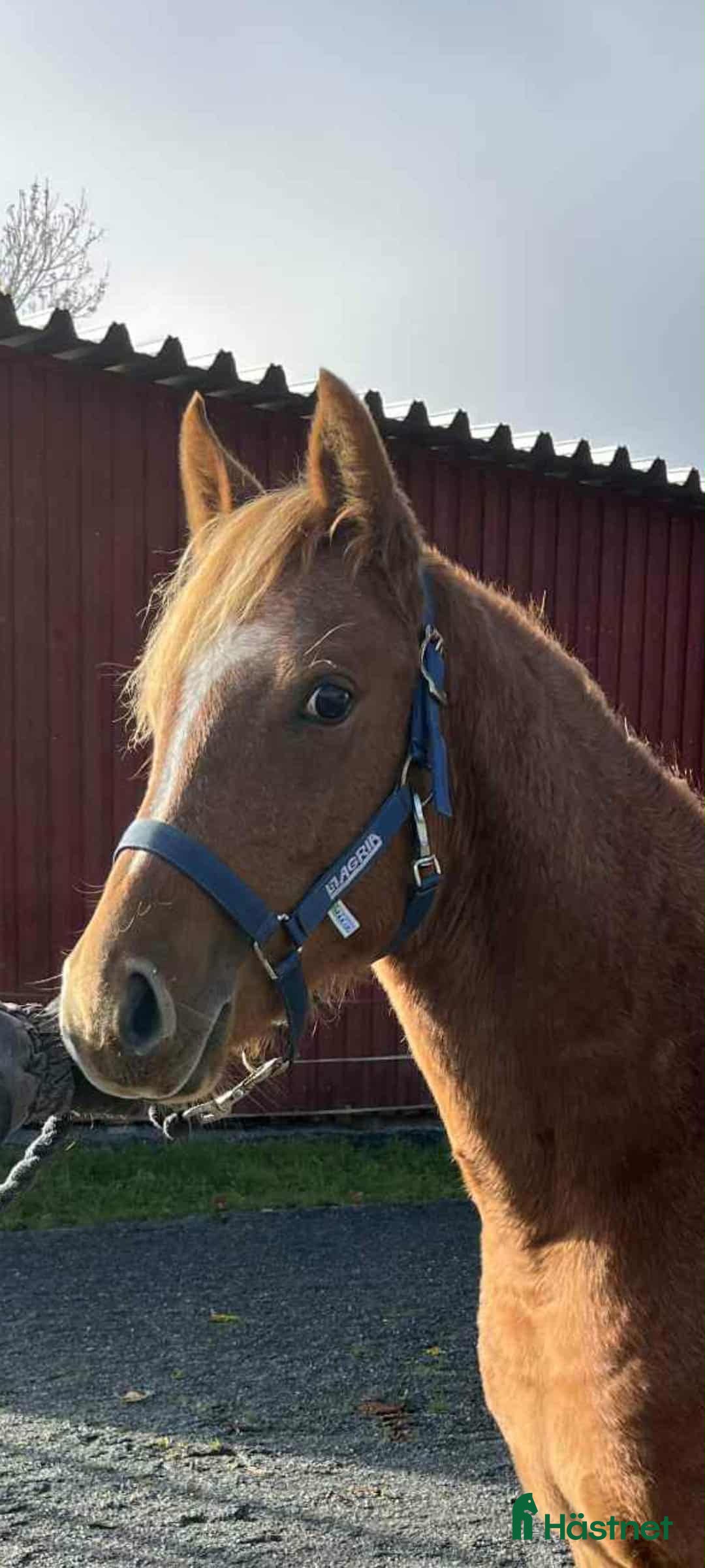 Allround hästar till salu: Lovande Welsh partbred sto  i Väddö - Annons 2