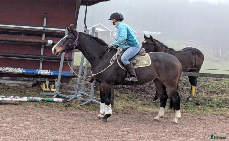  hästar i Kvibille - Annons 1