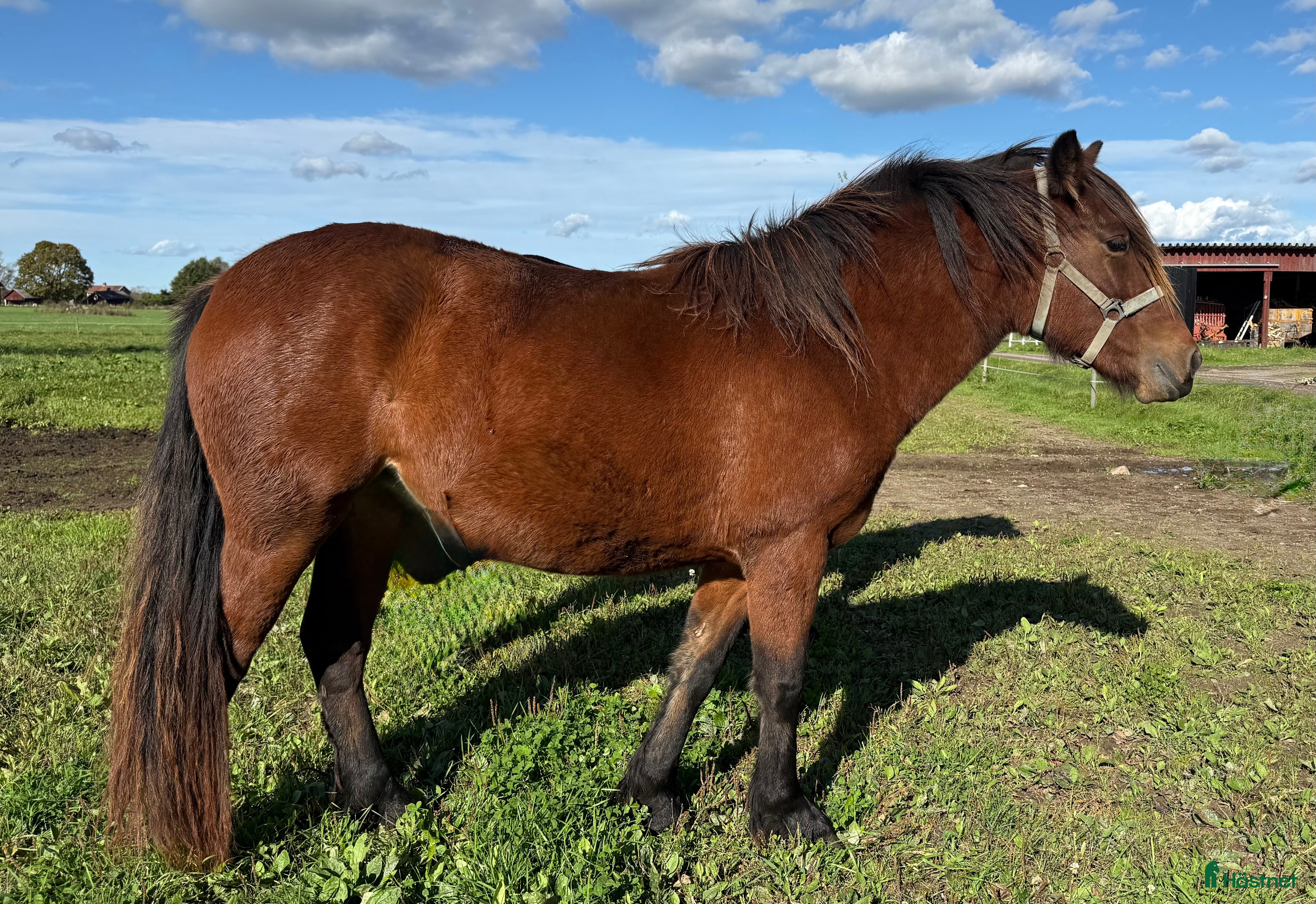  hästar Inkört kallblod i Borlänge - Annons 9