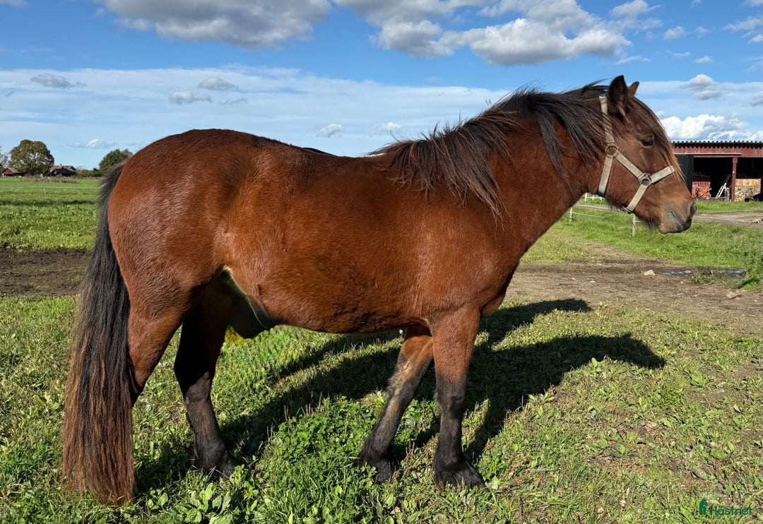 Allround hästar till salu: Inkört kallblod i Borlänge - Annons 1