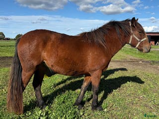 hästar Inkört kallblod i Borlänge - Annons 4