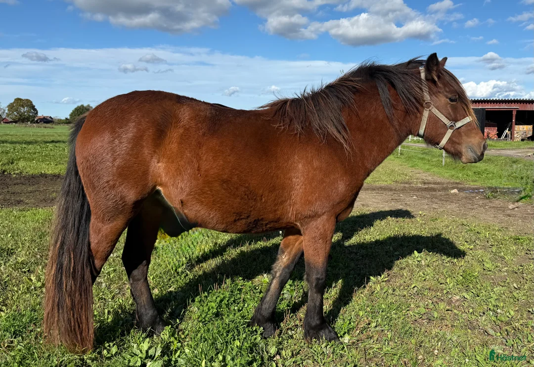 Allround hästar till salu: Inkört kallblod i Borlänge - Annons 1
