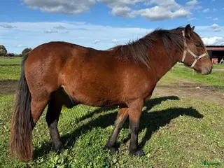 hästar Inkört kallblod i Borlänge - Annons 9