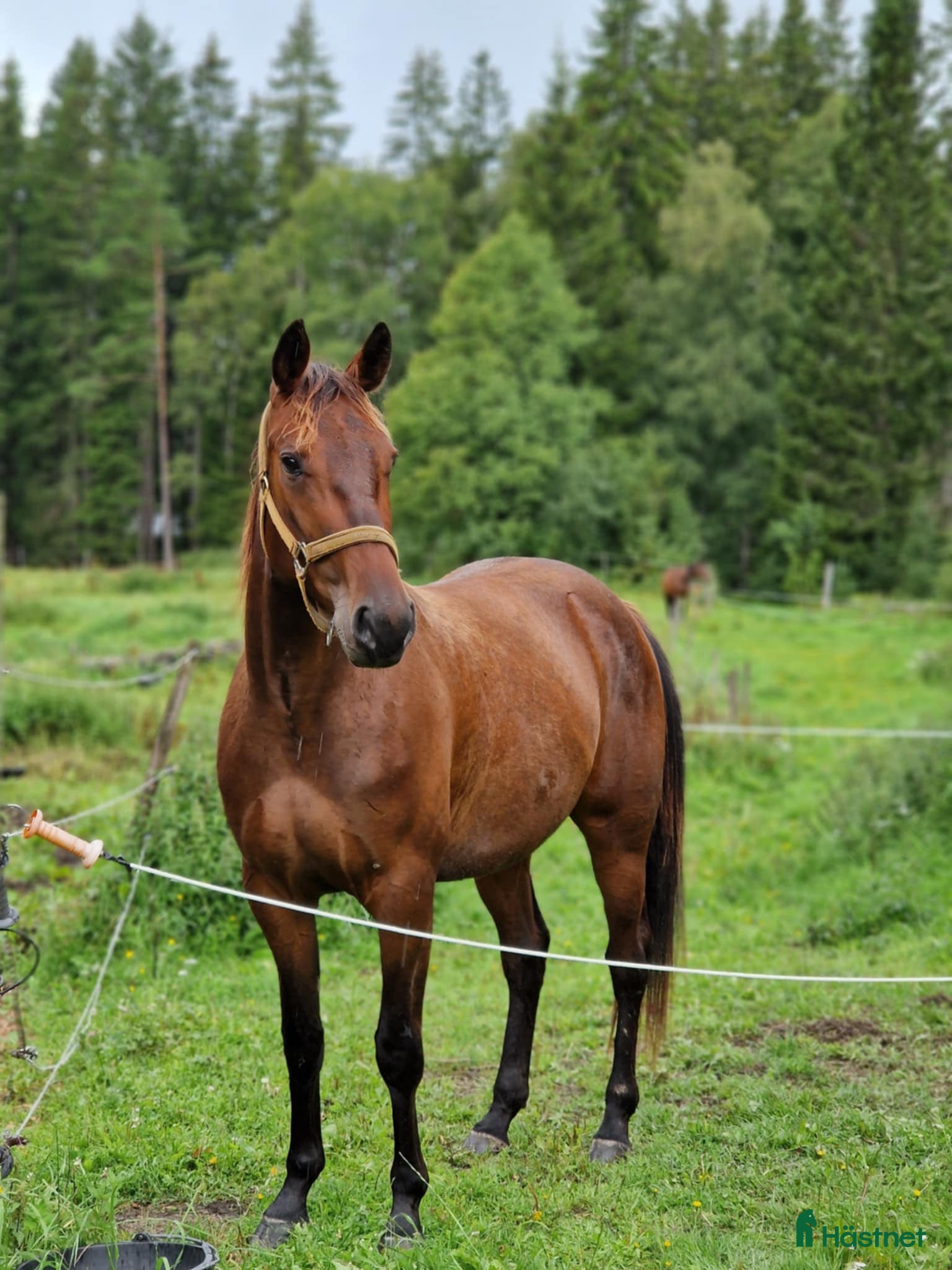  hästar Söker en bästa vän! - Annons 19