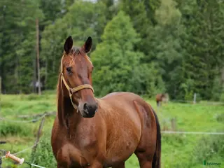 hästar Söker en bästa vän! - Annons 19