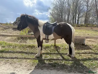 hästar Topp-Skjóni - Annons 1