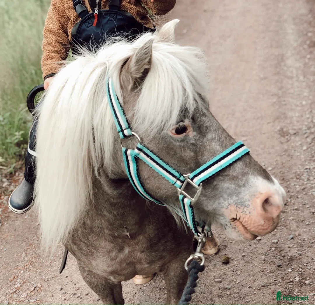  medryttarhäst finnes: Skötare sökes: Pyssla med minishettis i Kristinehamn - Annons 2