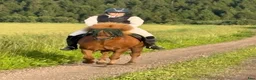  hästjobb finnes: Hästjobb sökes i Falköping - Annons 2