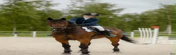 Hoppning hästar till salu: 5-years-old show jumping horse i Kiuruvesi - Annons 3