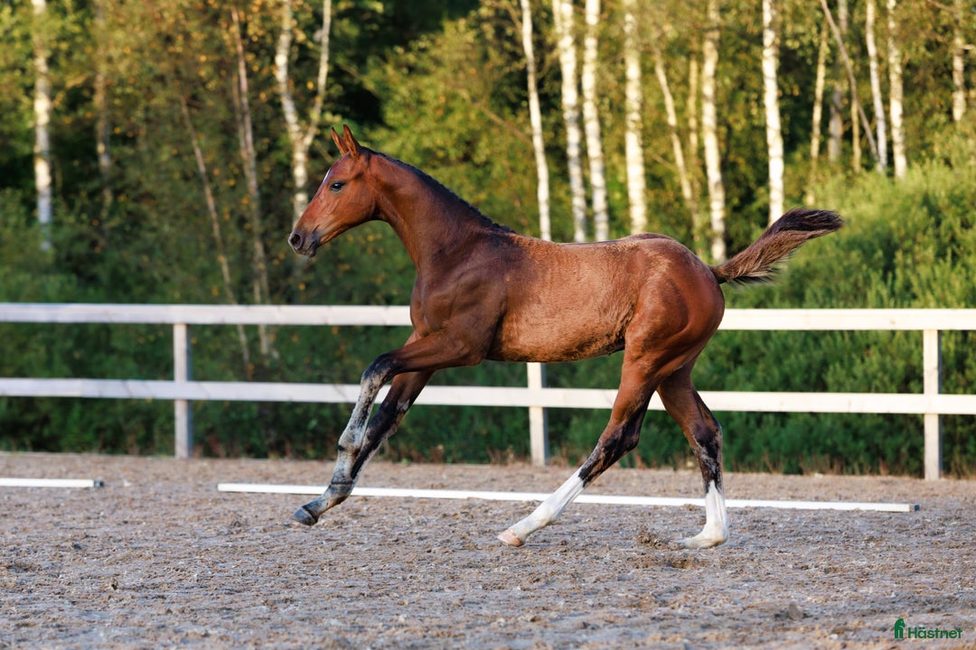 Hoppning hästar till salu: Välstammad hopphingst - lägg bud! i Ljungskile - Annons 3