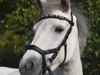 hästar Trevlig D-ponny - Annons 3