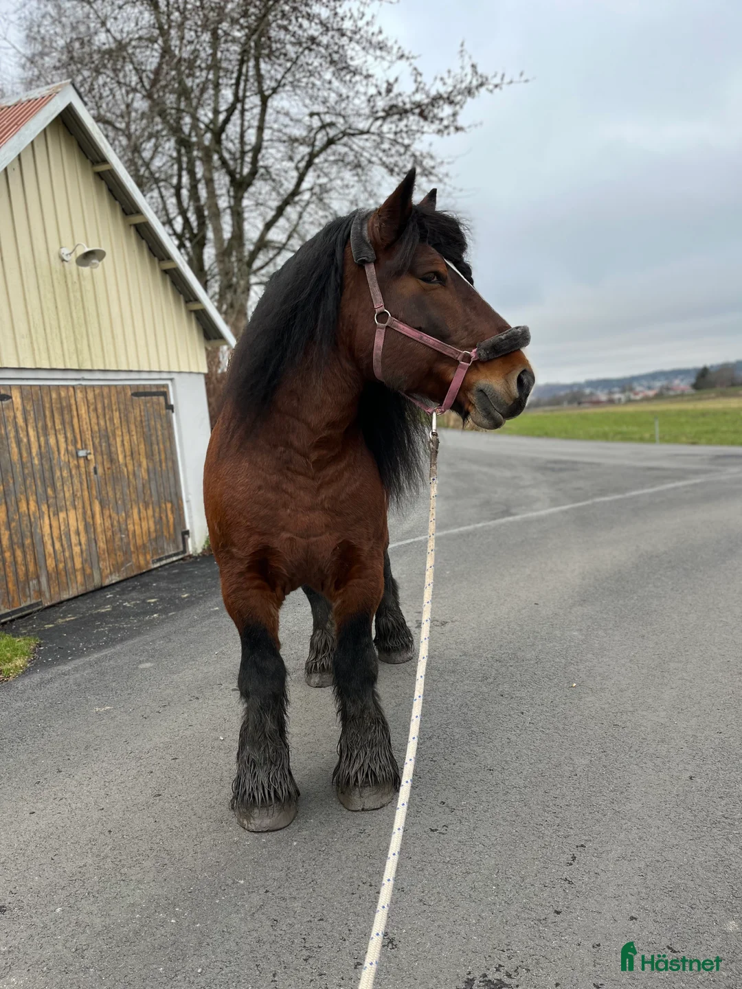 Allround hästar till salu: Ardenner hingst  - Annons 6