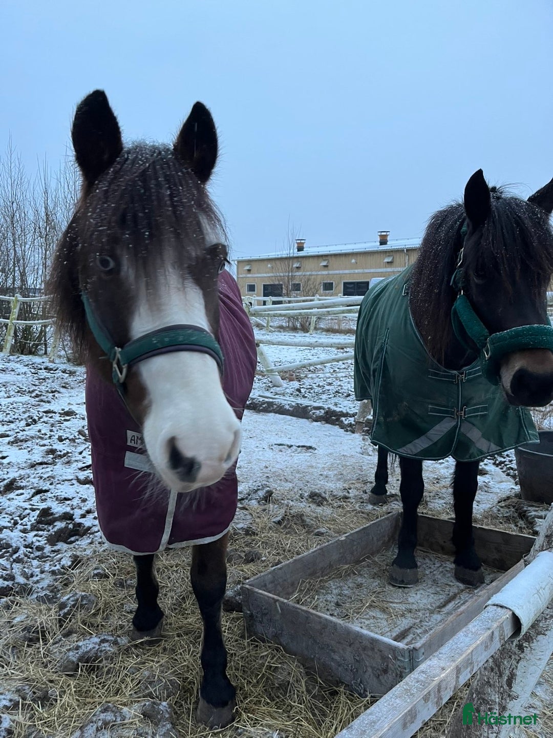 Sällskap hästar till salu: Kallblod till sällskap eller avel i Själevad - Annons 8