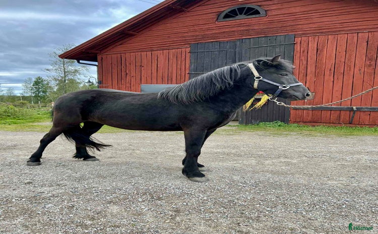  hästar Valkyria, trevligt & toppstammat sto - Annons 8