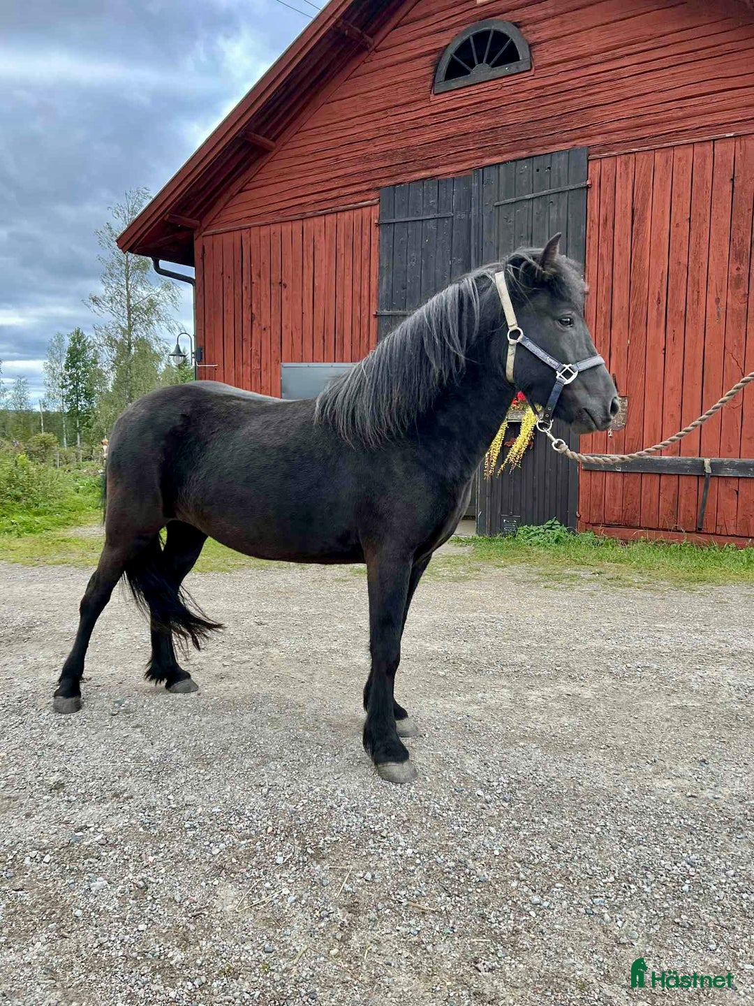 Island hästar till salu: Prissänkt!! Valkyria, E: Toppur - Annons 1