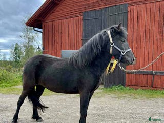 hästar Prissänkt!! Valkyria, E: Toppur - Annons 20