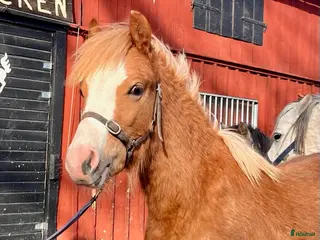 Allround hästar till salu: superfin Welsh mountain kille - Annons 1