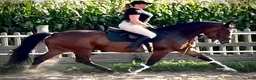 Allround hästar till salu: Mila – 10-Year-Old Beautiful Versatile Family Mare - Annons 14