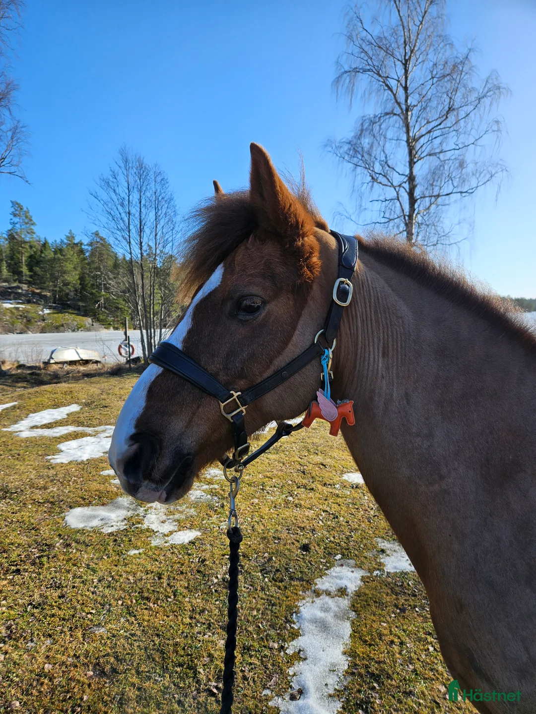 Allround hästar till salu: Häftig allroundponny - Annons 1