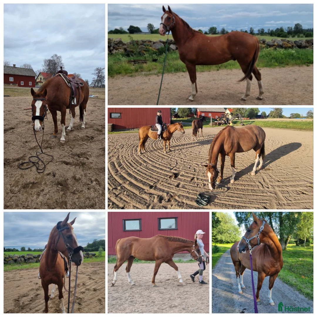 Western hästar till salu: Kille med stor personlighet! - Annons 2