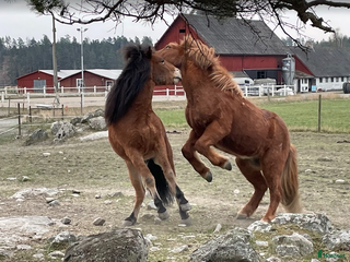 stallplats Lösdriftsplats med box i Vaxholm - Annons 3