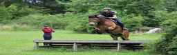 Allround hästar till salu: Nordsvenskt sto med hög ridbarhet - Annons 3