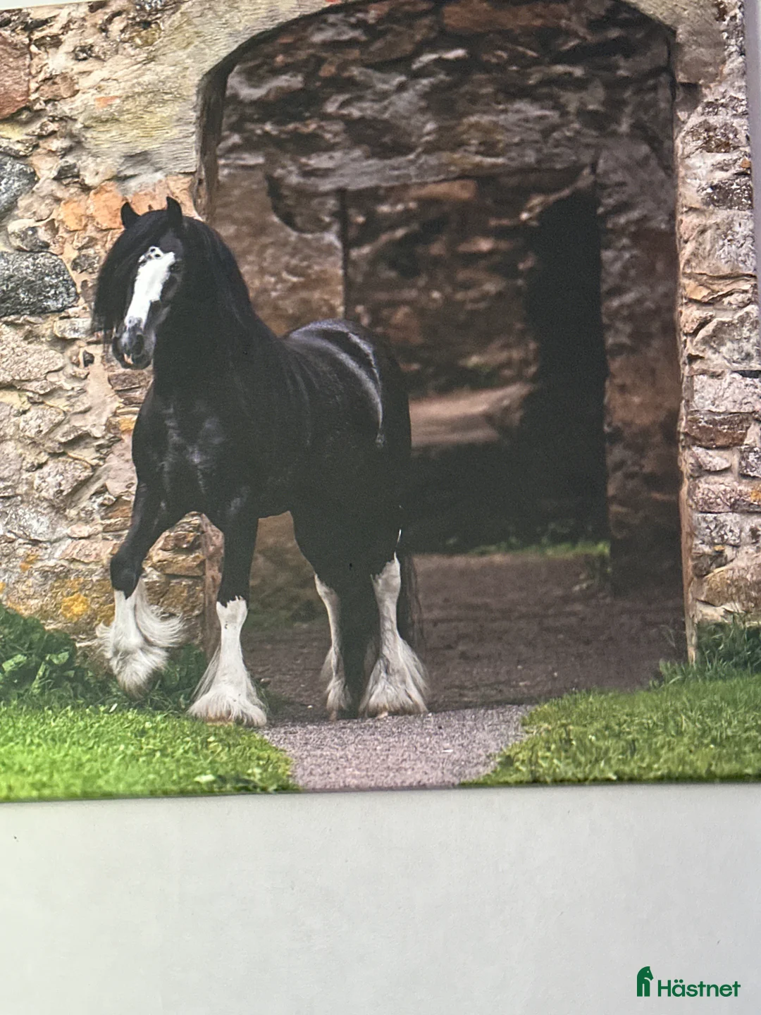 Övrigt hästar till salu: Avels hingst i Fliseryd - Annons 1